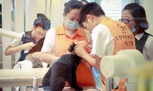 壹狗寵物美容店 專業與貼心的寵物美容體驗