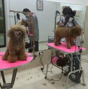 申普寵物醫院加盟 新時代寵物服務的發展機遇