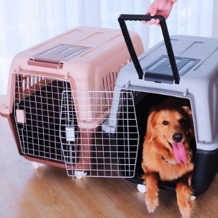 專業、安心之選 金山寵物貓托運服務全指南