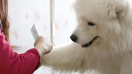 “寵物經(jīng)濟”也瘋狂 掘金千億藍海，寵物服務(wù)如何引領(lǐng)消費新風(fēng)尚？