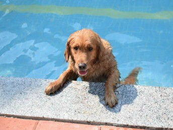 天河寵訓(xùn) 專業(yè)狗狗訓(xùn)犬基地，上門接送打造無(wú)憂訓(xùn)練體驗(yàn)