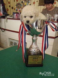 樂(lè)狗泰迪 從專業(yè)繁育到精致美容，打造一站式愛犬呵護(hù)體驗(yàn)