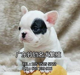 鈴鐺犬舍 專業(yè)繁殖法斗幼犬，上門看狗與全面售后保障的安心之選