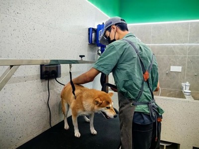 青浦首店！這家寵物樂(lè)園有點(diǎn)不一樣~ 解鎖寵物服務(wù)新體驗(yàn)