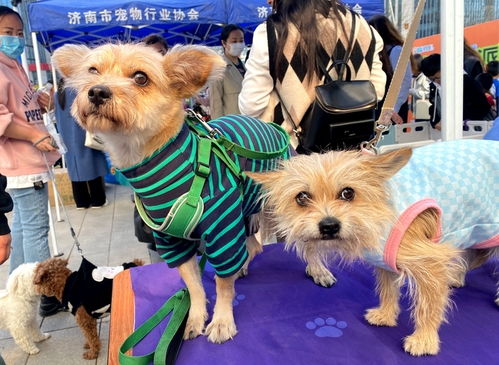 濟南首家寵物公益領養中心正式開放，開啟愛心領養與專業服務新篇章