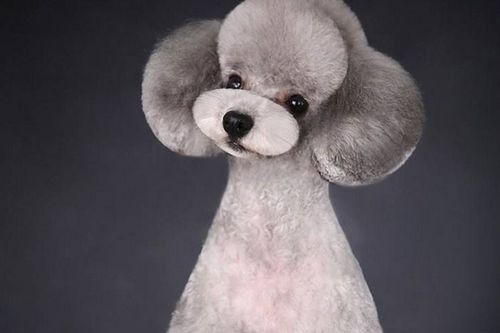 美寶屋寵物美容加盟 專業與信賴，開啟寵物服務新篇章